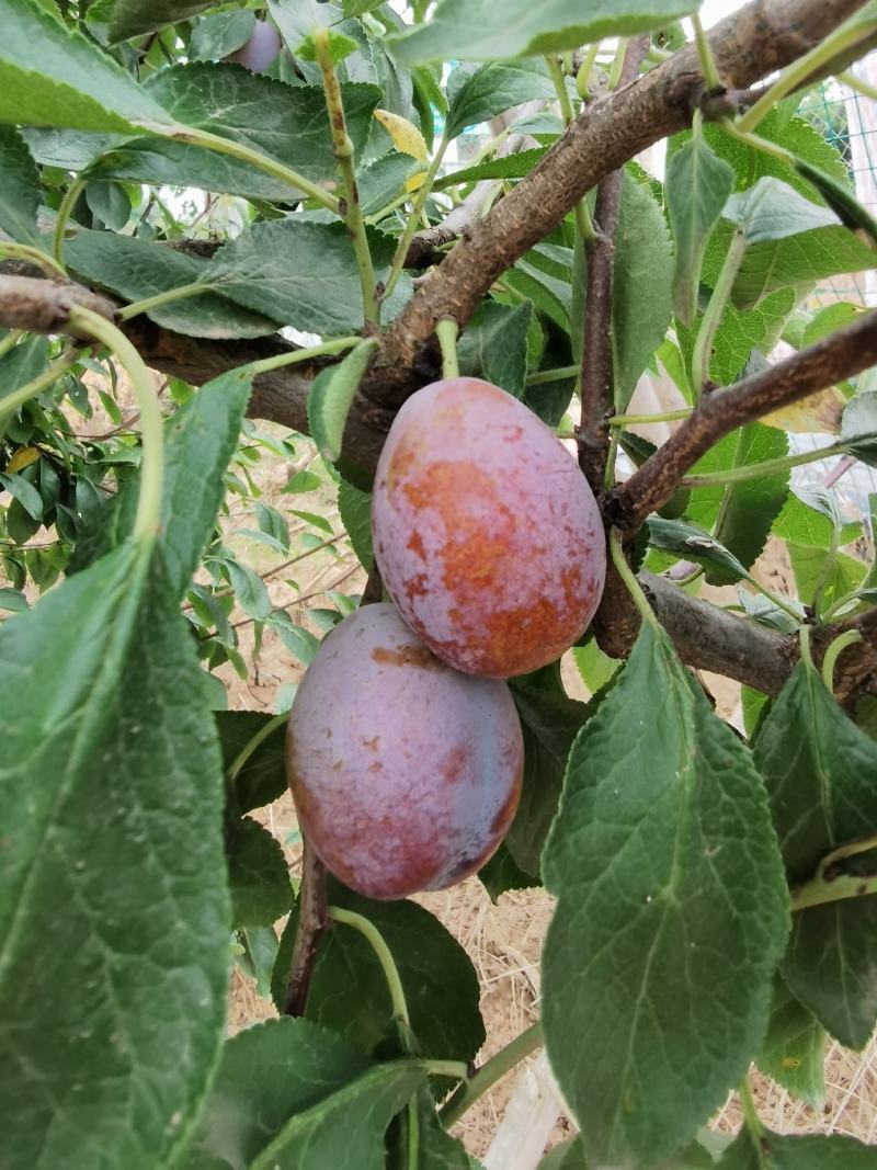 陕西精品法兰西西梅甜度高欢迎订购