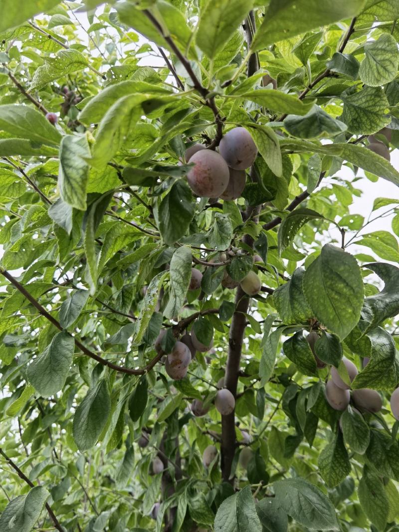 陕西精品法兰西西梅甜度高欢迎订购