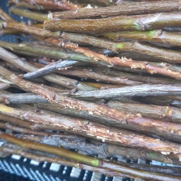 陕西省渭南市大荔县纯野生李子金蝉枝条幼卵