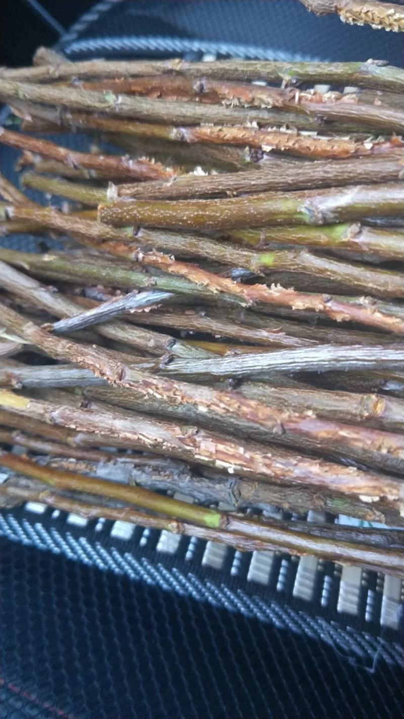 陕西省渭南市大荔县纯野生李子金蝉枝条幼卵