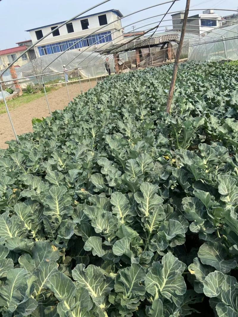 秋露西兰花，抗黑腐病强，花粒细腻，后期不变色，不烂花。