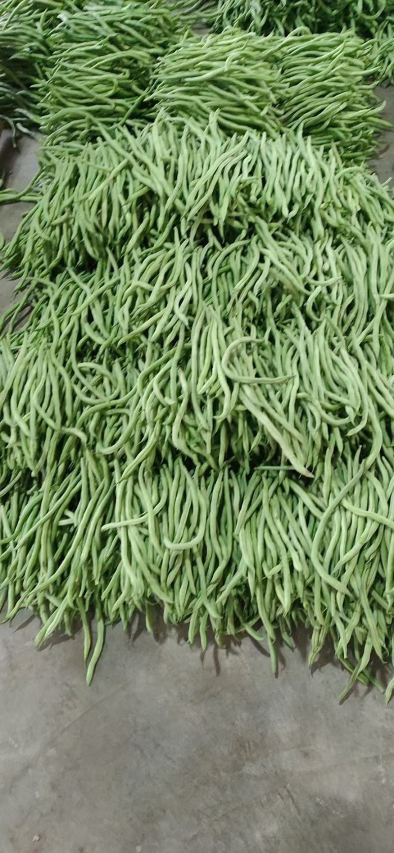 精品豆角