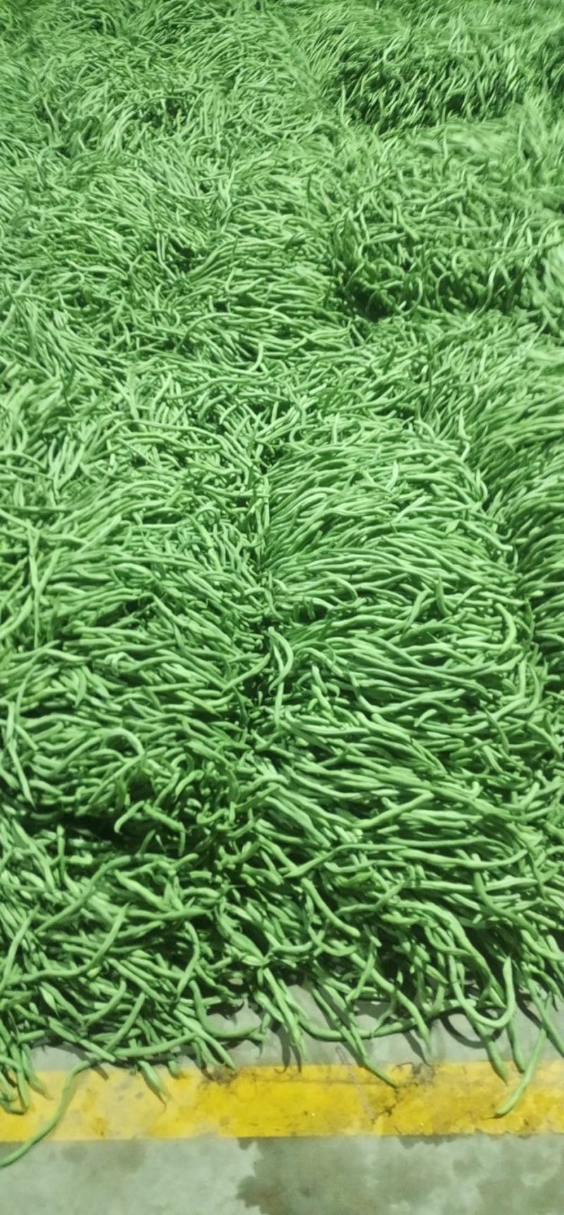 精品豆角