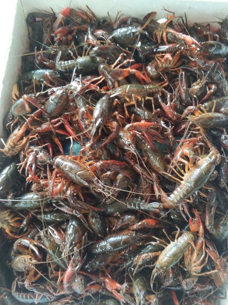小龙虾4-7钱硬规格中虾精品蟹塘虾