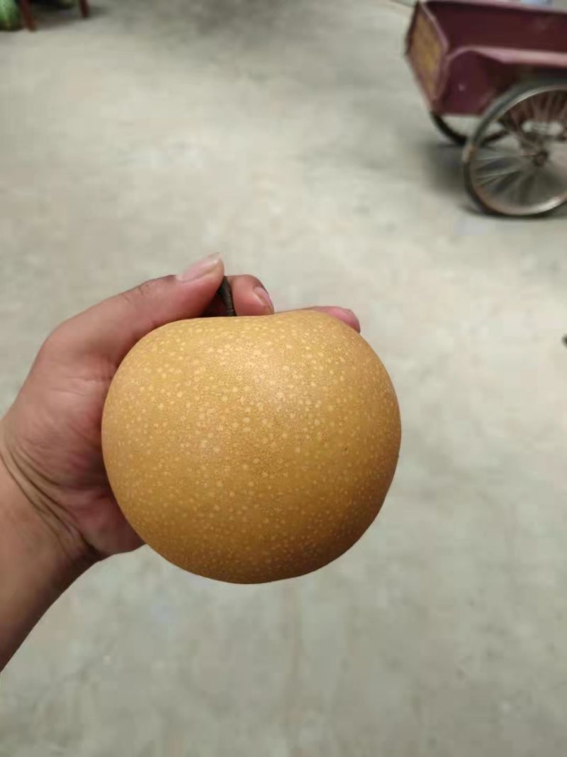 产地直销秋月梨，大量供货有需要的老板在一亩田上联系我