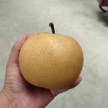 产地直销秋月梨，大量供货有需要的老板在一亩田上联系我