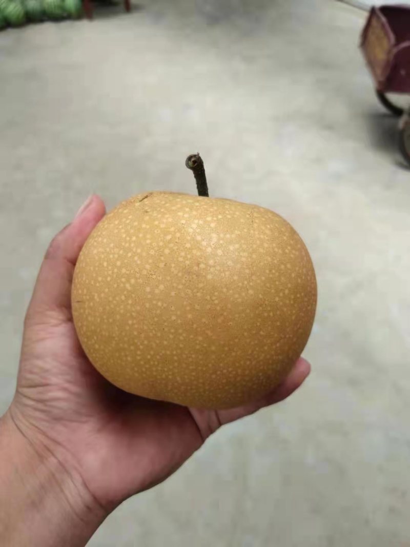 产地直销秋月梨，大量供货有需要的老板在一亩田上联系我