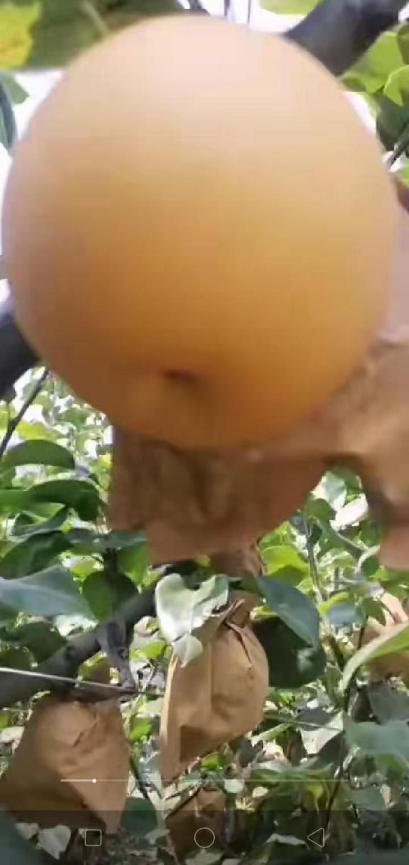 产地直销秋月梨，大量供货有需要的老板在一亩田上联系我