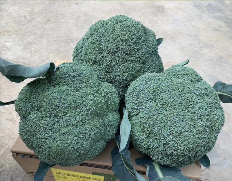 耐寒青绿青花菜，花蕾细小，高原形，不易空心烂花，不变色