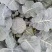 耐寒青绿青花菜，花蕾细小，高原形，不易空心烂花，不变色