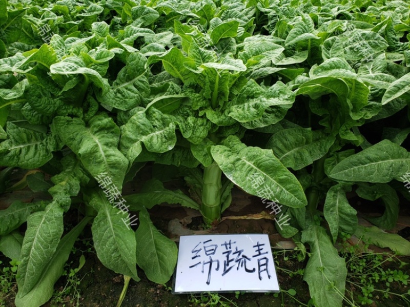 绵蔬青/莴笋种子/莴苣种子/蔬菜种子/耐寒莴笋