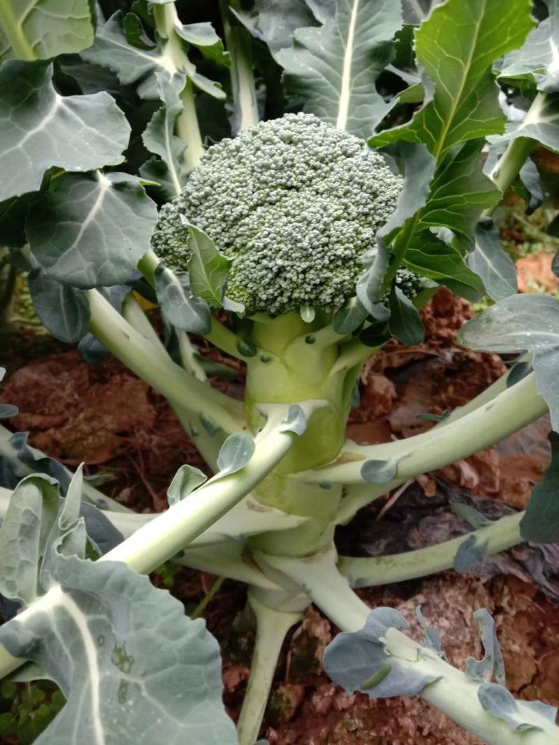 绿帆青花菜，球形高原，花蕾紧实，自覆性强，颜色深绿，抗病