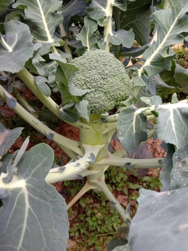 绿帆青花菜，球形高原，花蕾紧实，自覆性强，颜色深绿，抗病