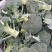绿帆青花菜，球形高原，花蕾紧实，自覆性强，颜色深绿，抗病