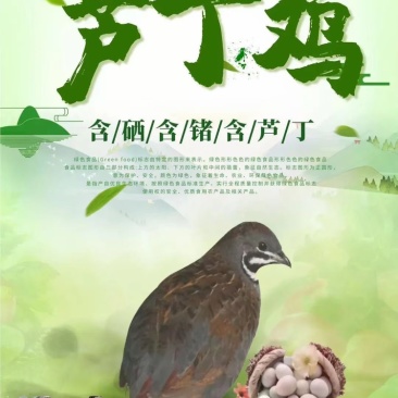 芦丁鸡