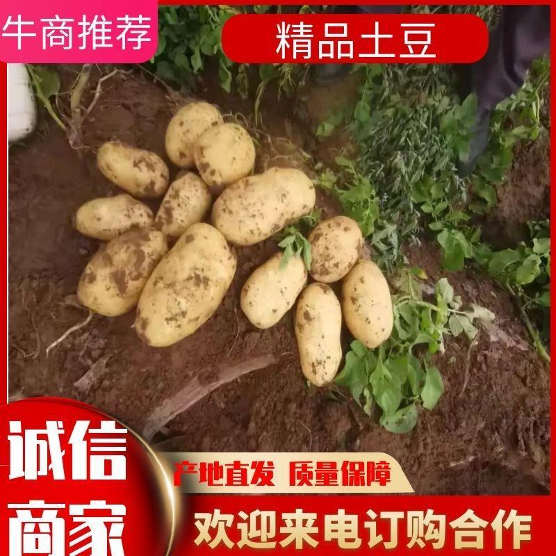 黄皮黄心希森土豆个头大，薯型好，颜色好，