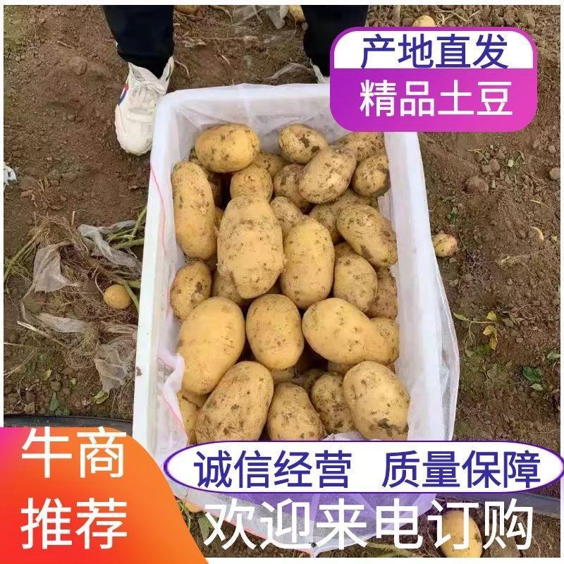 黄皮黄心希森土豆个头大，薯型好，颜色好，