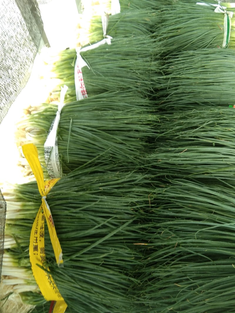 葱花，四季䓤，大量上市，质量很好，需要的老板请联系，