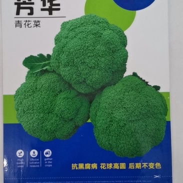 芳华西兰花，中晚熟品种，抗病强，颜色绿，花球高原，花蕾细