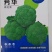 芳华西兰花，中晚熟品种，抗病强，颜色绿，花球高原，花蕾细