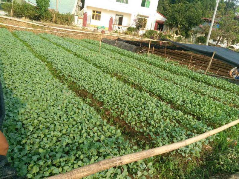 芳华西兰花，中晚熟品种，抗病强，颜色绿，花球高原，花蕾细