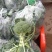 芳华西兰花，中晚熟品种，抗病强，颜色绿，花球高原，花蕾细