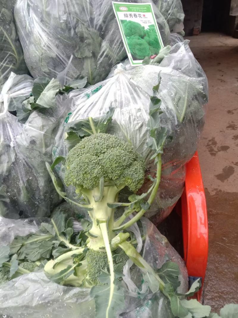 芳华西兰花，中晚熟品种，抗病强，颜色绿，花球高原，花蕾细