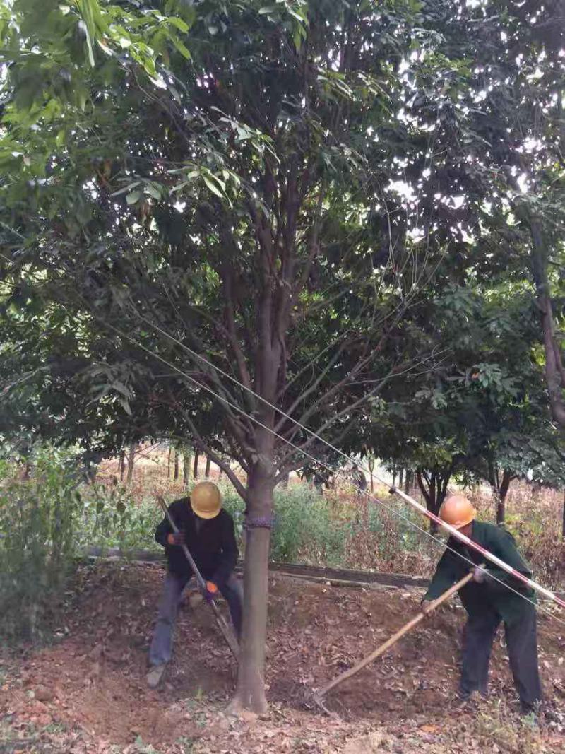 栓皮栎/栓皮栎树/绿化苗木/乔灌木/橡树/绿化林木种