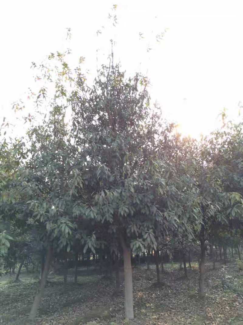 栓皮栎/栓皮栎树/绿化苗木/乔灌木/橡树/绿化林木种