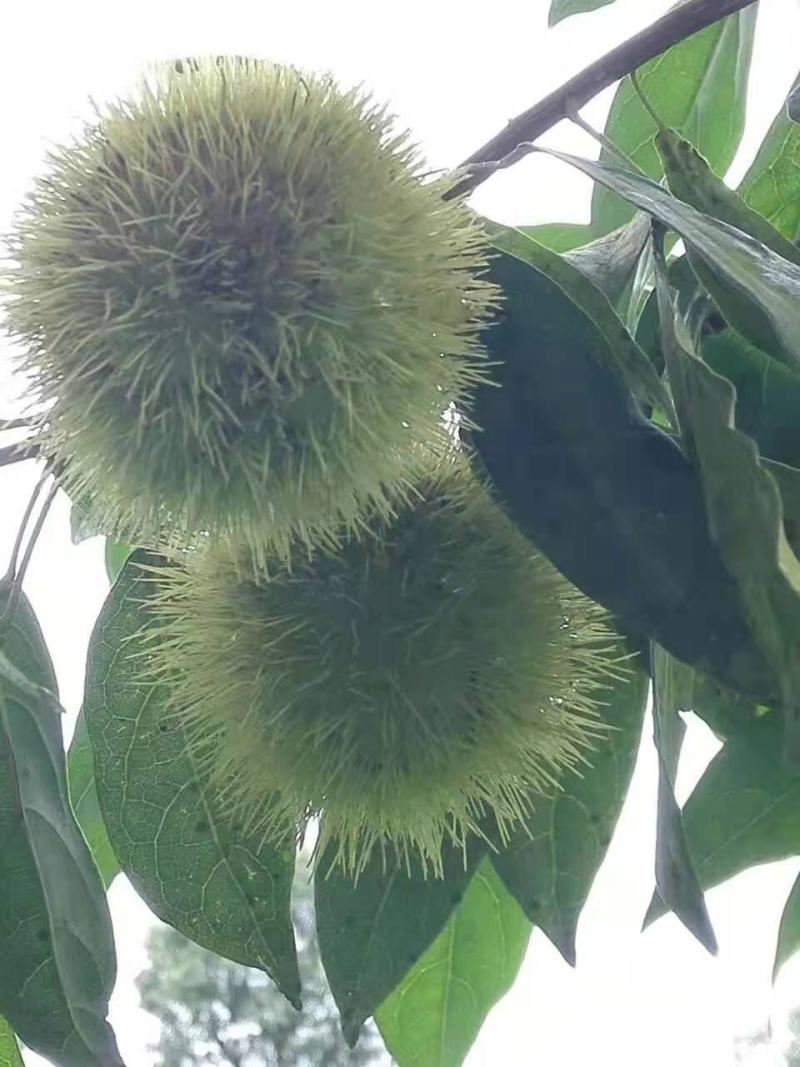 栓皮栎/栓皮栎树/绿化苗木/乔灌木/橡树/绿化林木种