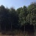 栓皮栎/栓皮栎树/绿化苗木/乔灌木/橡树/绿化林木种