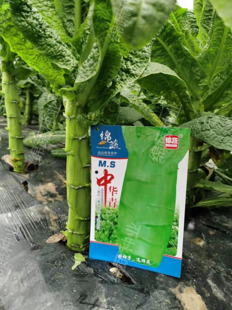 绵蔬中华青/莴笋种子/莴苣种子/蔬菜种子/耐寒种子