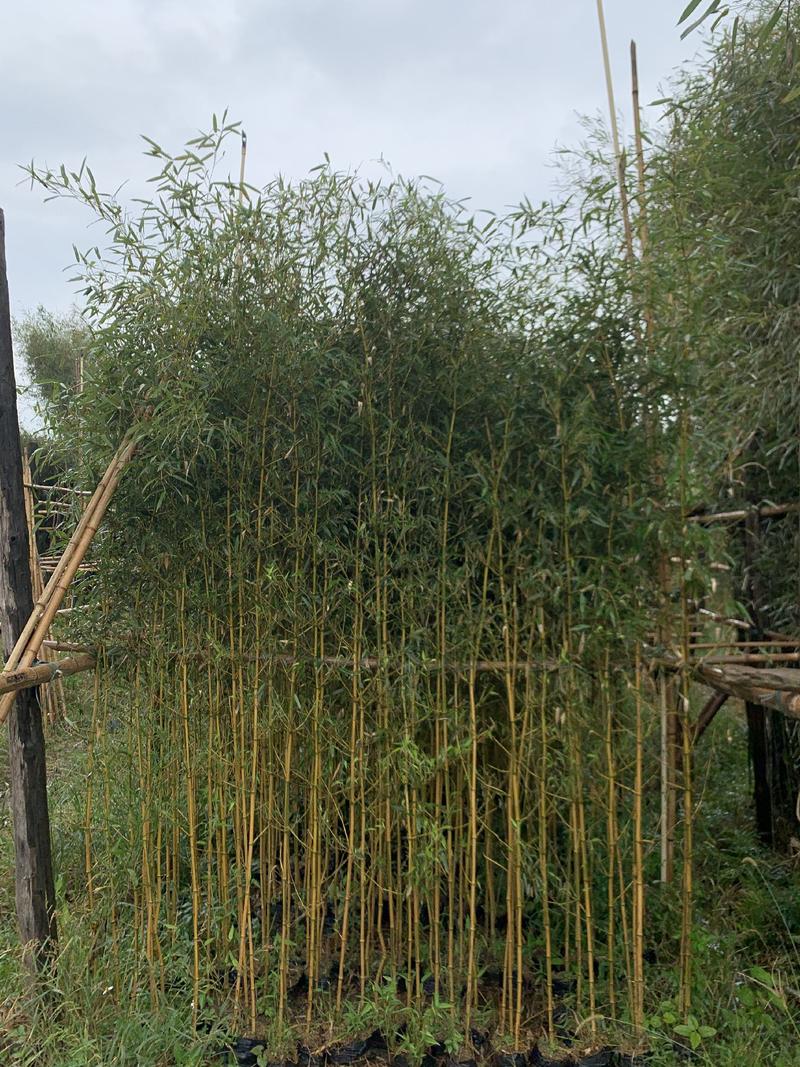广东佛山黄金竹，产地直供大量上市量大从优