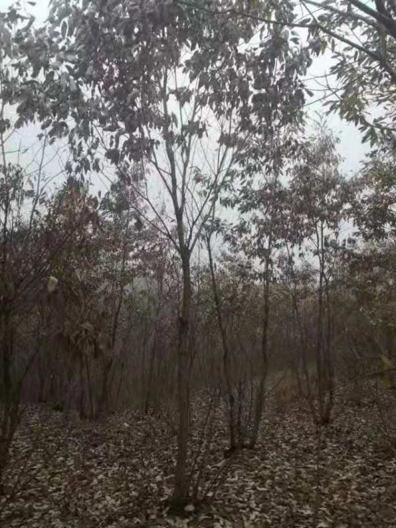 栓皮栎/栓皮栎树苗/乔灌木/绿化苗木/苗木种子