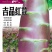 吉品红蒄/莴笋种子/莴苣种子/红尖叶莴笋/耐寒莴笋