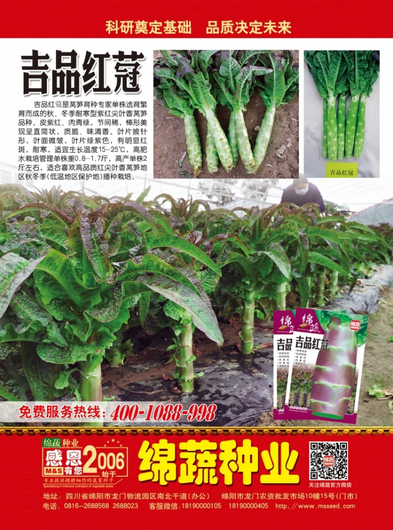吉品红蒄/莴笋种子/莴苣种子/红尖叶莴笋/耐寒莴笋