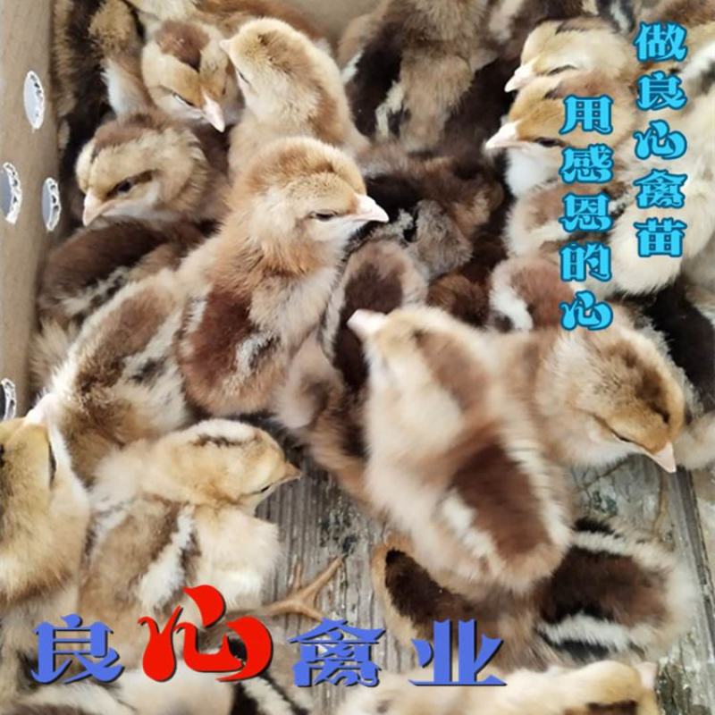 出售优质灵山麻土鸡苗质量保证运输中包成活