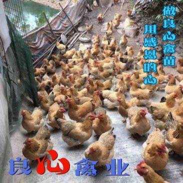 出售优质灵山麻土鸡苗质量保证运输中包成活