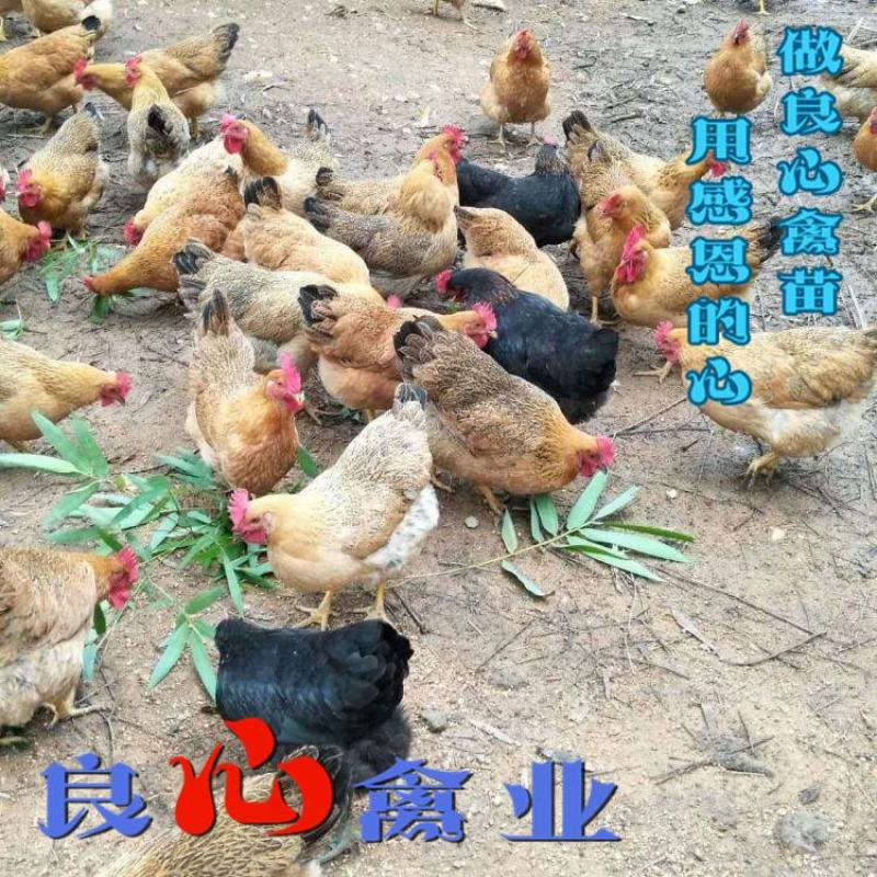 出售优质灵山麻土鸡苗质量保证运输中包成活