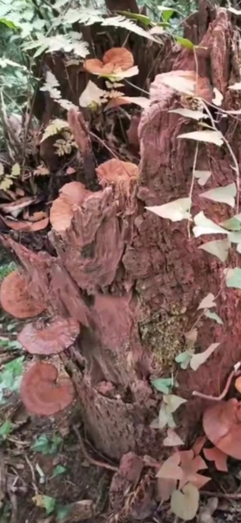 深山野生灵芝
