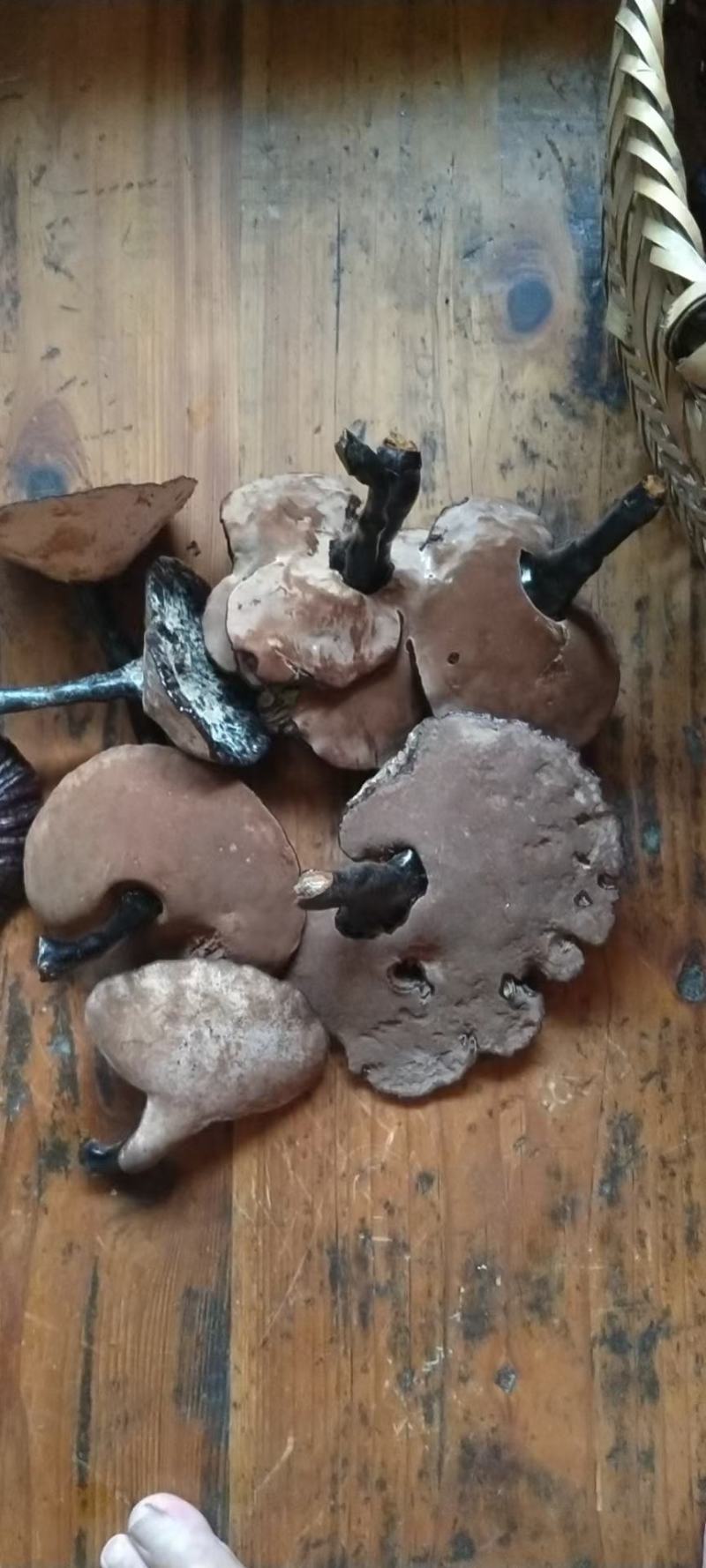 正宗山上野灵芝需要联系我