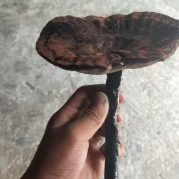 正宗山上野灵芝需要联系我