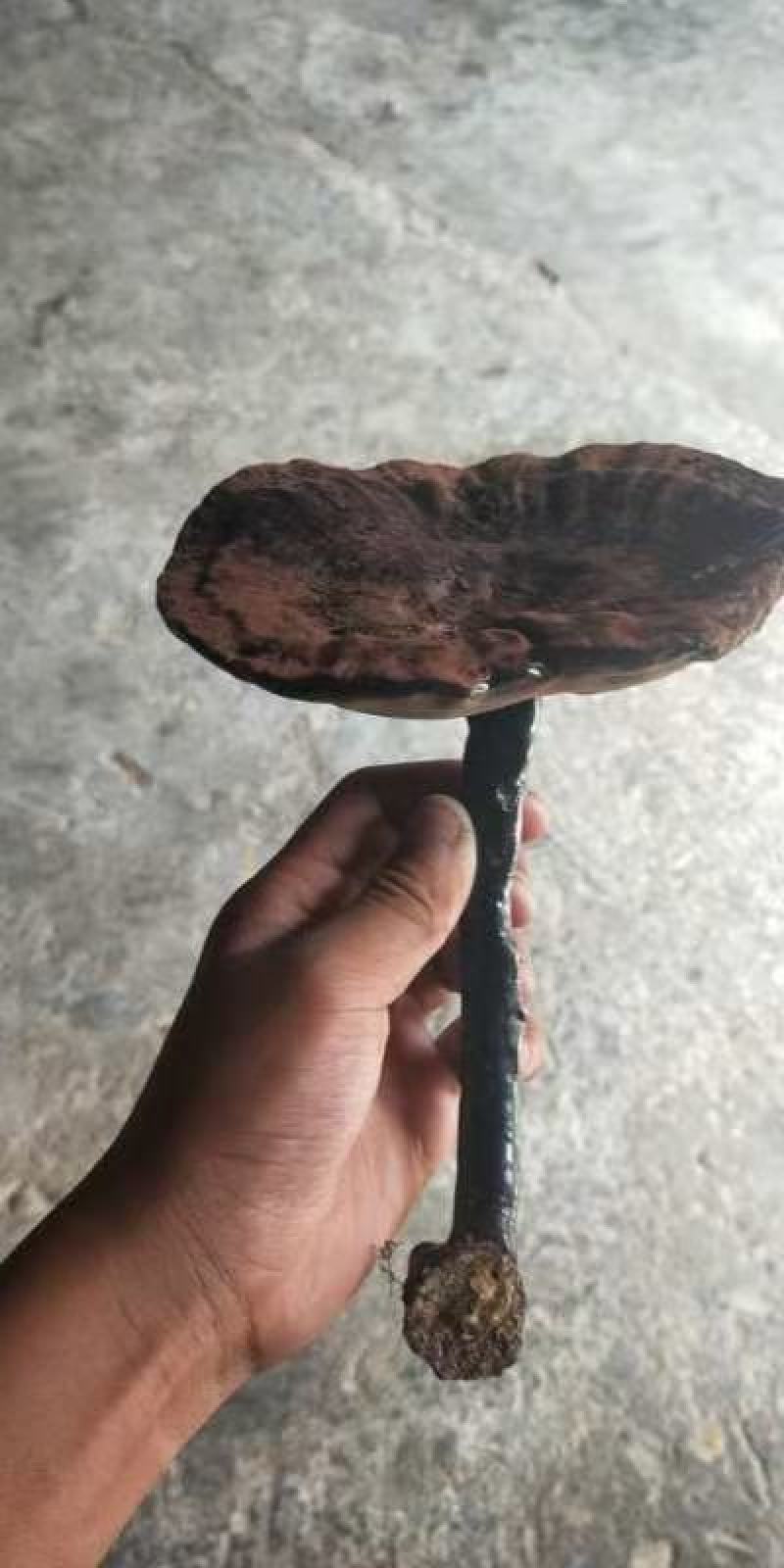 正宗山上野灵芝需要联系我