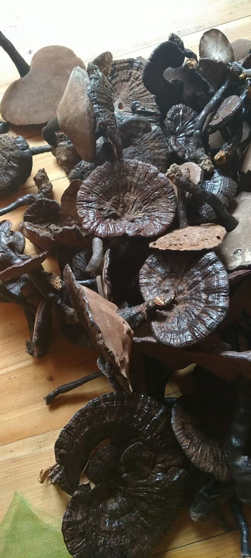 正宗山上野灵芝需要联系我
