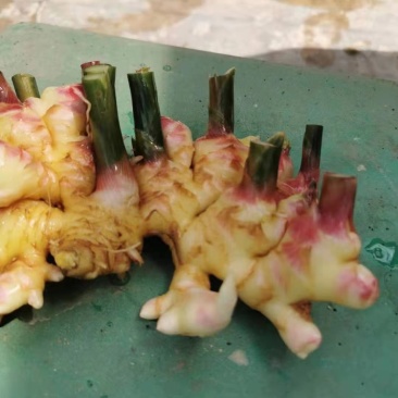 红牙姜