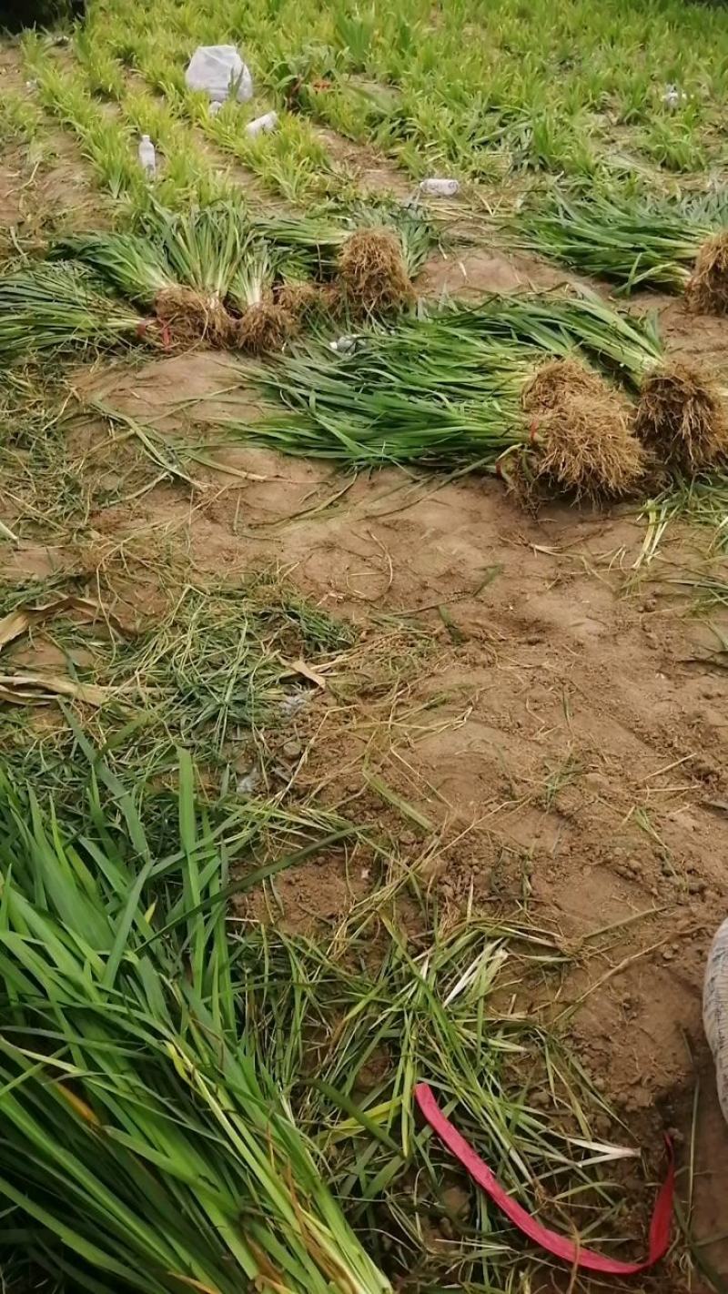 自产自销黄菖蒲，
