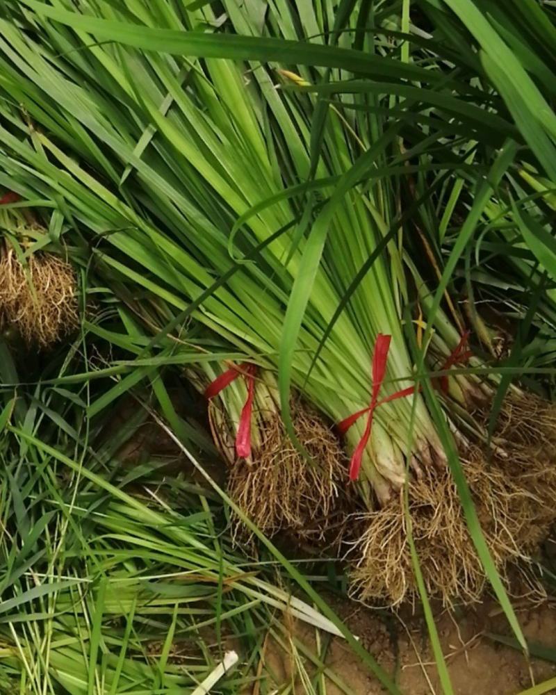 自产自销黄菖蒲，