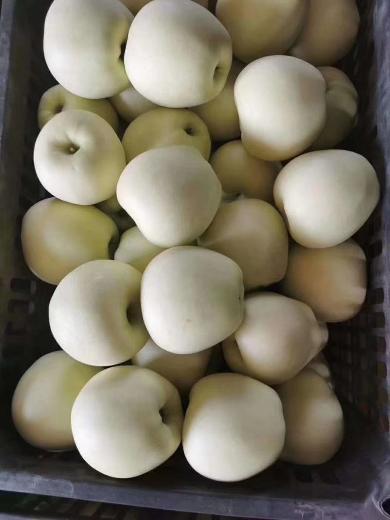 【黄金帅苹果】大量上市了个大皮毛亮口感脆甜大量供应货源充足