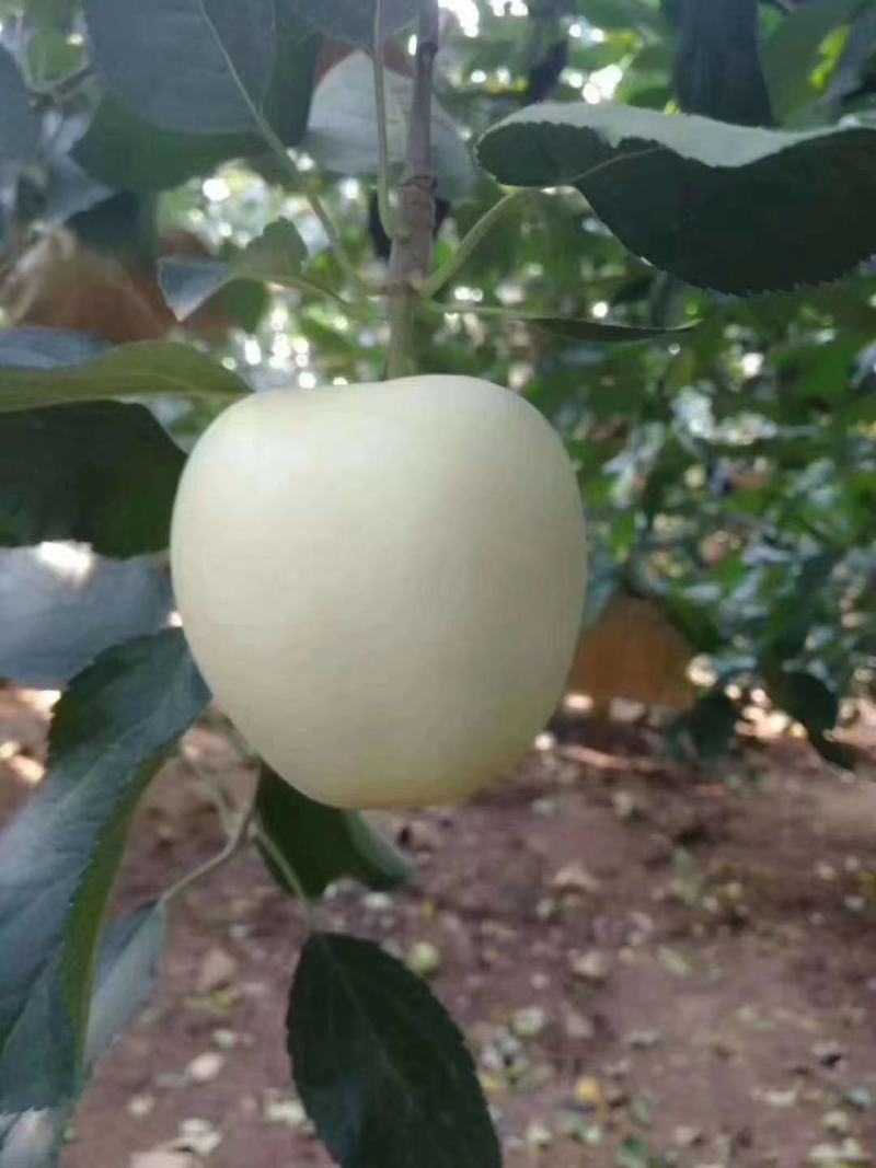 【黄金帅苹果】大量上市了个大皮毛亮口感脆甜大量供应货源充足