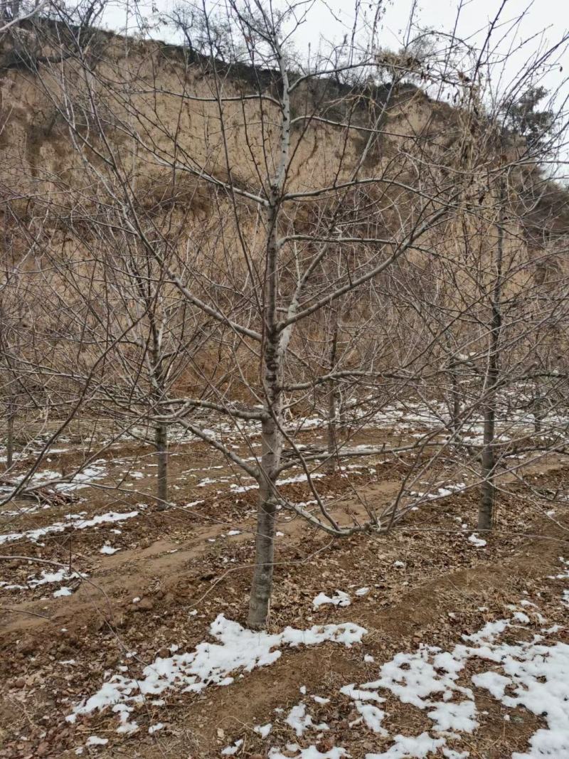 【精品】梨树1/25公分，现挖现发，物美价廉，欢迎选购